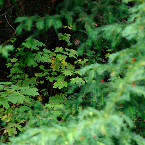 Struan Gray � Natural � Yew