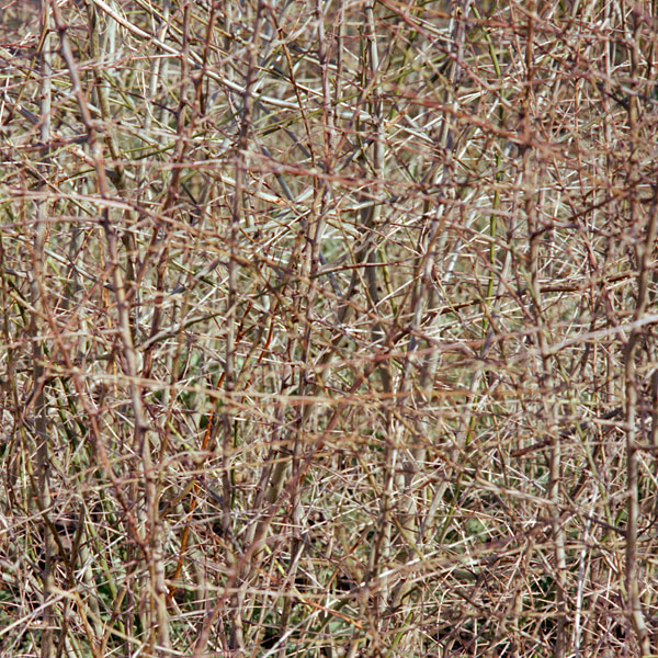 Blackthorn, Hawthorn and Bramble