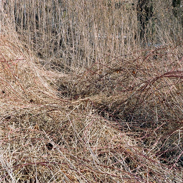 Bramble