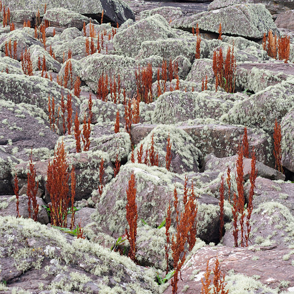 Struan Gray � Natural � Docks