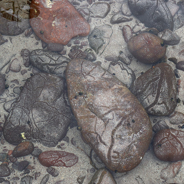 Struan Gray � Waters � Winkles